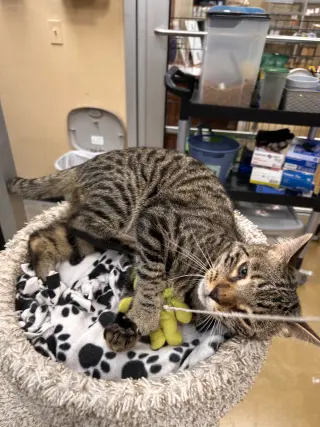 Odin & Loki (*bonded pair)