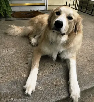ODIN