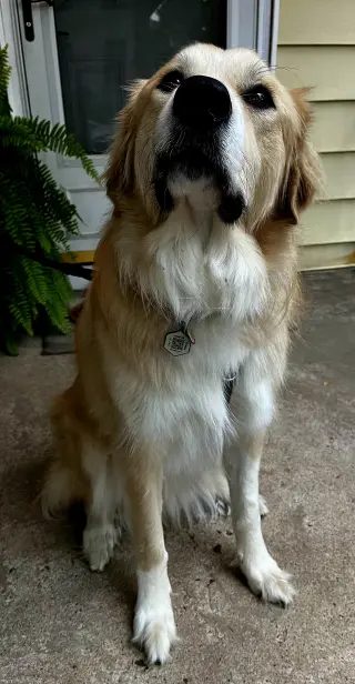 ODIN