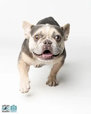 Frankie - M