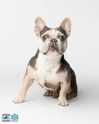 Frankie - M