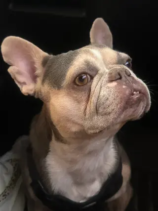 Frankie - M