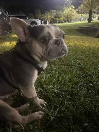 Frankie - M