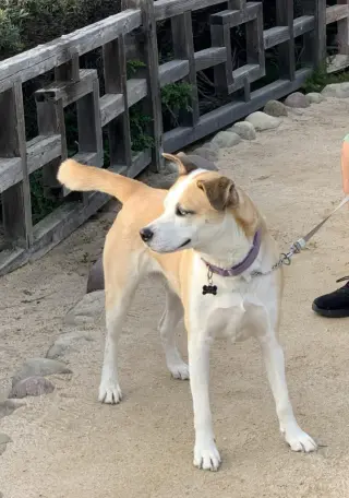 Cody (Courtesy Post) Adopt Me!
