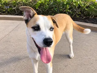 Cody (Courtesy Post) Adopt Me!