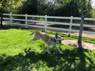 Cody (Courtesy Post) Adopt Me!