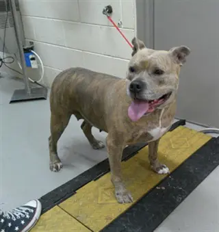 DIXIE