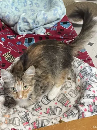 Glenda (Courtesy Posting)