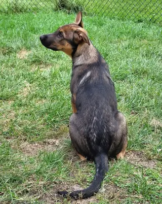 Ryker
