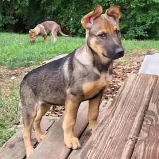 Ryker