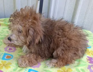 Rusty