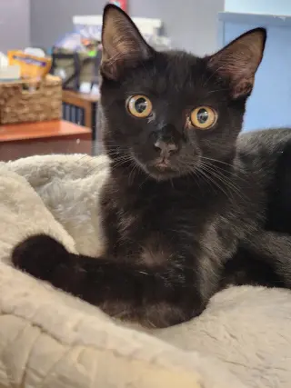 Lucas