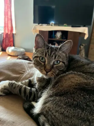 Snickers (fka Sarabi)