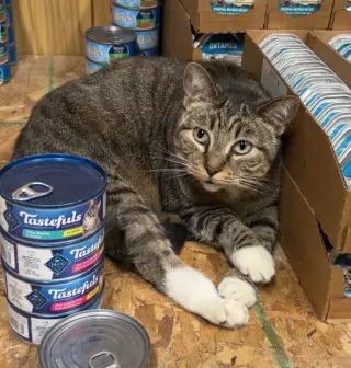 Snickers (fka Sarabi)
