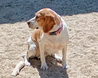 Gracie