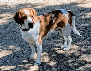 Gracie