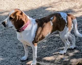 Gracie
