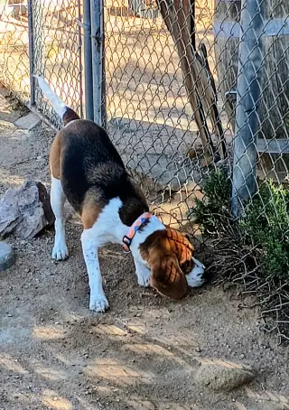 Chanel-ADOPTED 9/30/26