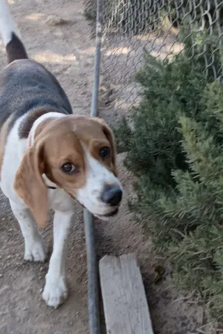 Chanel-ADOPTED 9/30/26