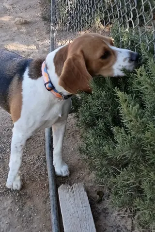 Chanel-ADOPTED 9/30/26