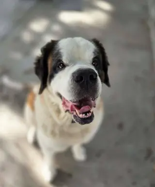 Zoey