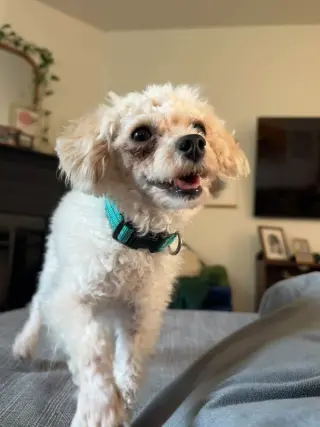 Moonpie