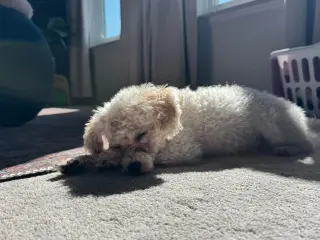 Moonpie