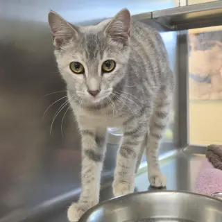 Hera