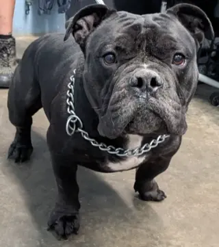 Mr. T