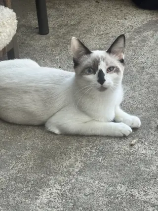 Dolly Purrton