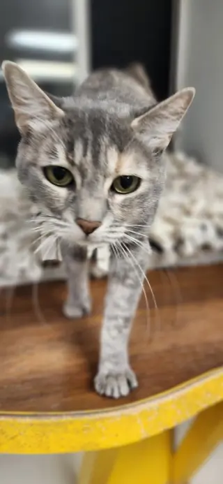 Mom Cat 28001 (Honey)
