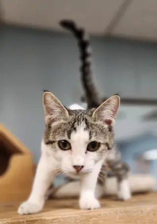 Kitten 28004 (Freckles)