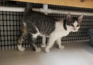 Kitten 28004 (Freckles)
