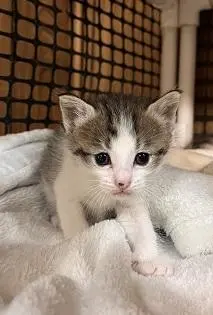 Kitten 28004 (Freckles)