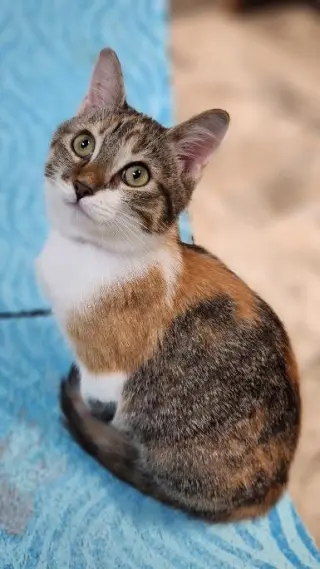 Kitten 28002 (Katniss)