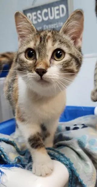 Kitten 28002 (Katniss)