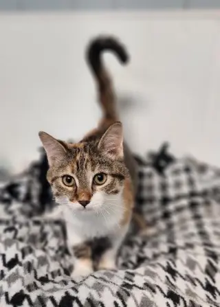 Kitten 28002 (Katniss)