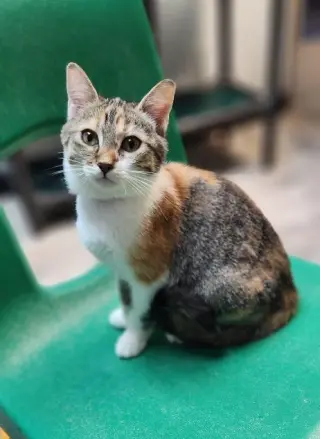 Kitten 28002 (Katniss)