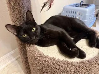 Pancake