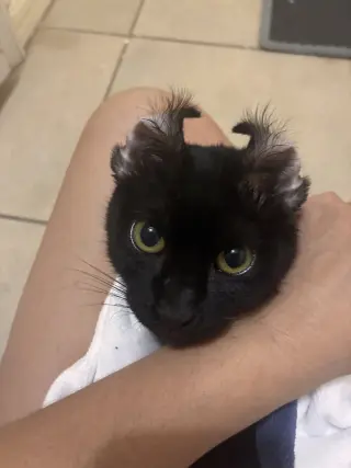Pancake