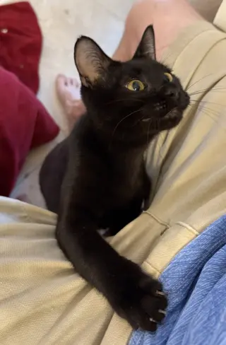 Pancake
