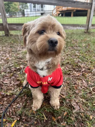 Winston