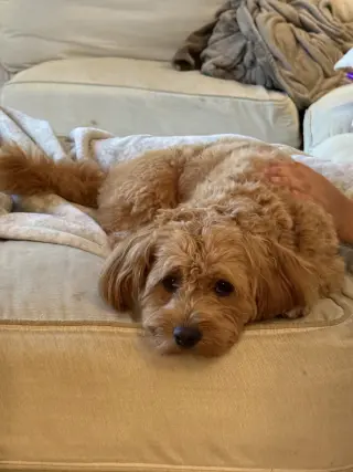 Winston