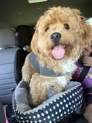 Winston