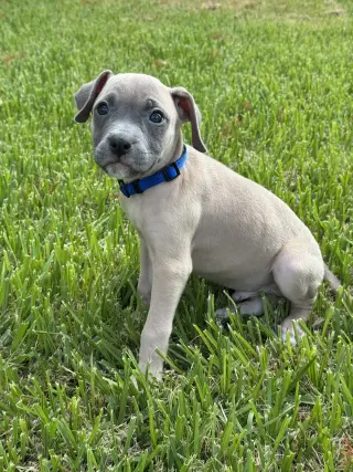 Bronson