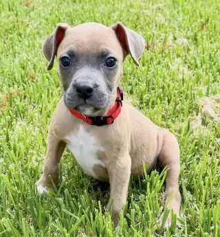 Wayne