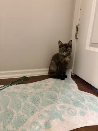 Archie