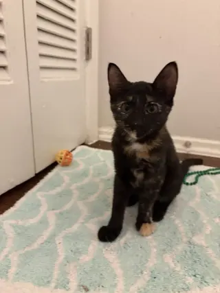 Rowdy Penny