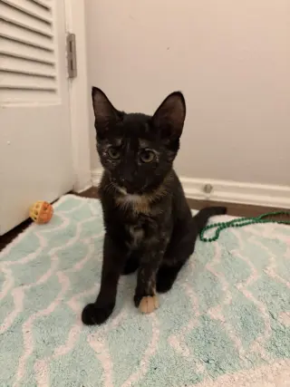 Rowdy Penny