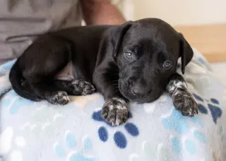 Jet